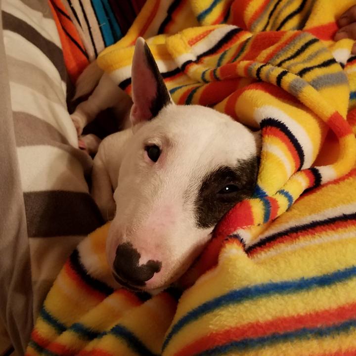 91448d94 6c0f 49b9 a9a8 cd6fa85de770 1546184465741