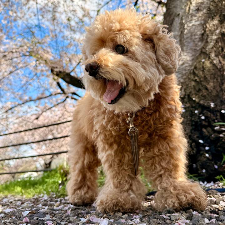 91452de5 bd02 4fed 8097 1a5a351cc550 1775116486496