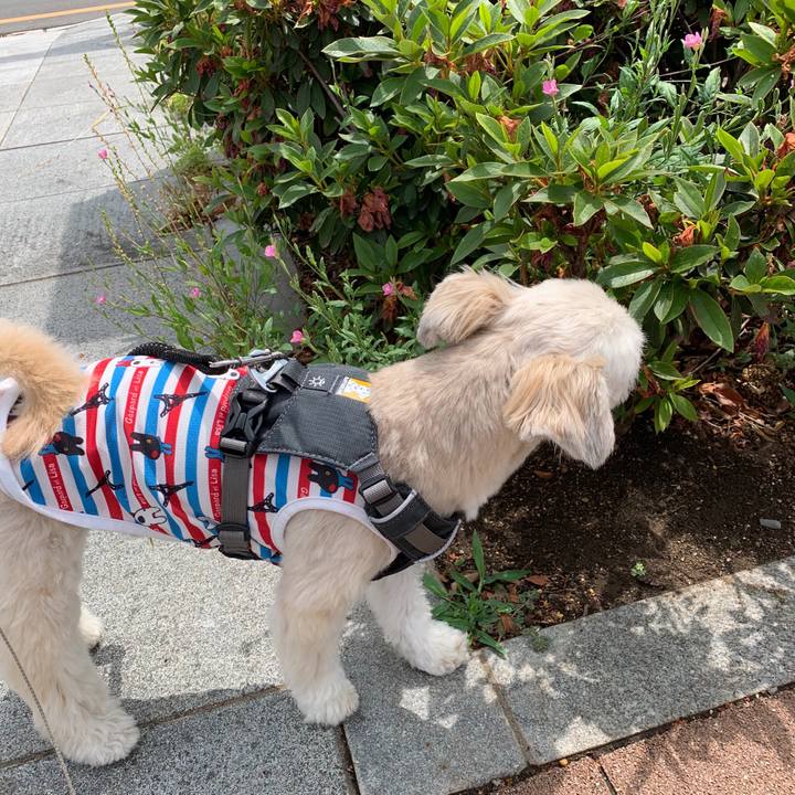 914a8ca7 349e 4e7b 956b 1ae9324ed782 1559129024289