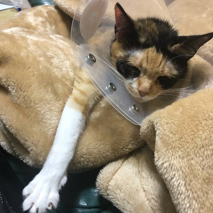 914c06d0 506d 4030 b33b fcb95d108d79 1585401866555