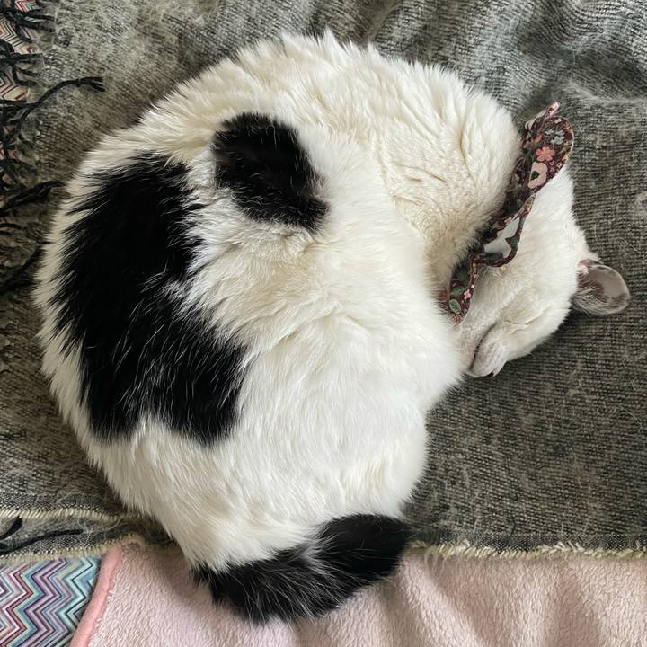 914c0a87 aac2 47d2 9d16 4fc19f1afe1b 1681860869760