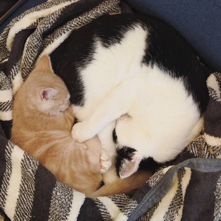 9152cd81 b645 4653 838a 0f51a7249927 1543491829887