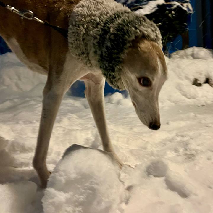 9153c2f4 d4a6 416c ba5d d84db14c0dfc 1766823500079