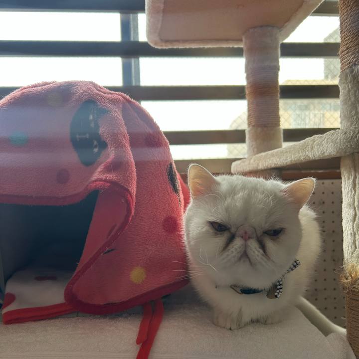 9158e890 8056 4918 b9f6 8a2c086c201d 1742820805250