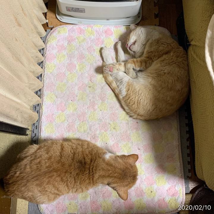 915b4d37 e1cd 47e3 89a7 b66c05f6cf38 1581335253685