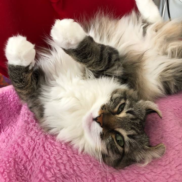 915bf62e a68c 4c4c bcb0 9ce5d215f830 1527744439174