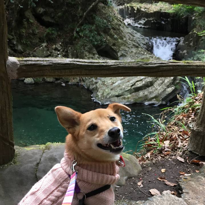 915c9b55 1c2a 4ca4 bd30 64ce9f5b427c 1544430979954