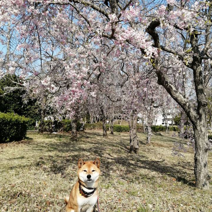 915ef21b 5592 4668 ba33 72d07b9b0614 1586305573597