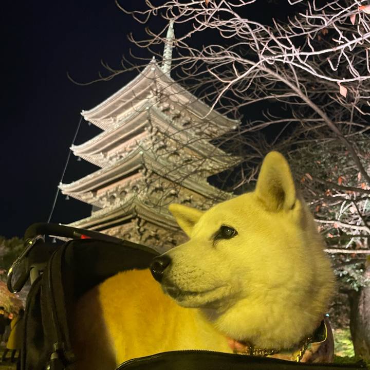 91623169 dede 422e 91e2 d7289416e374 1668806176740