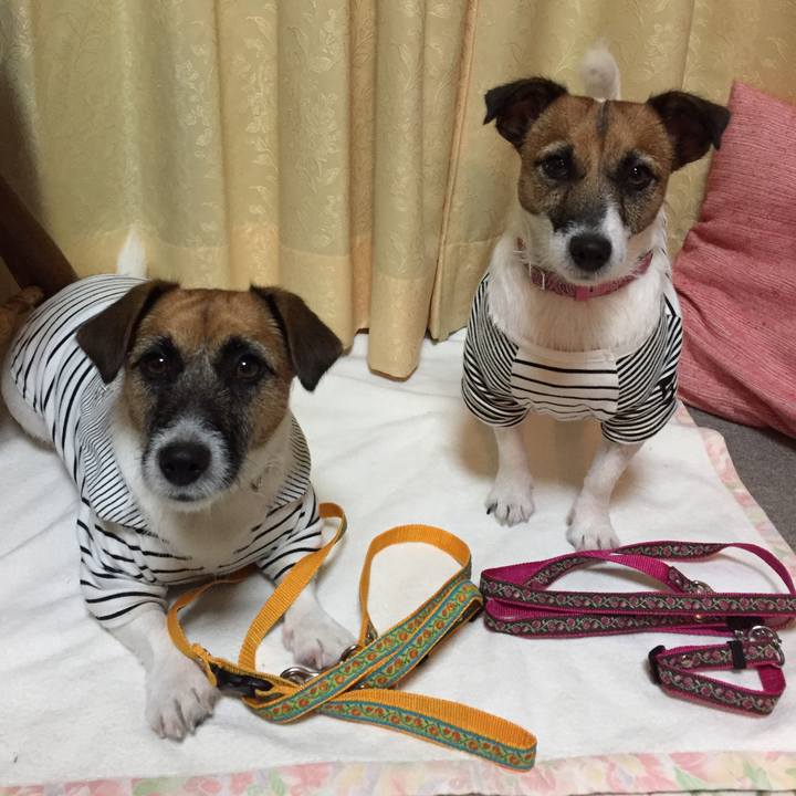 91645827 c734 4e26 96a0 0eb194c48dbd 1539694513840