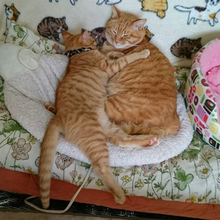 91672b05 80ea 4ef1 87f9 6034cca58eae 1544060840418