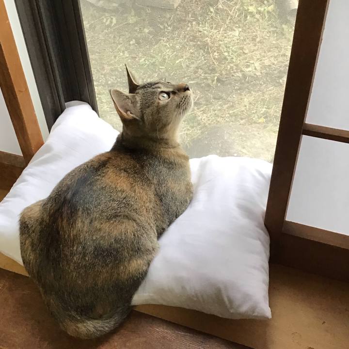 916b913a 2274 4ebe 9d4a 694dc276317e 1574578556389