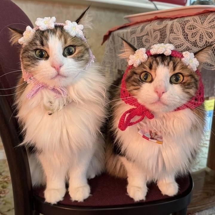 916f71ae 1127 4260 831e 3bec4061a3d0 1774136911602