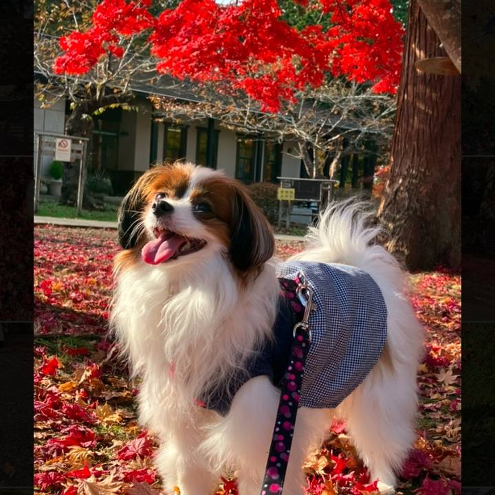 91706604 e9f8 4010 a47c 18886c4cd5c8 1731214910601