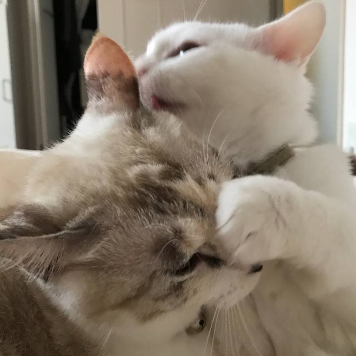 91717379 bd5b 4f4d 85b1 2d233fcbf3f3 1509366649446