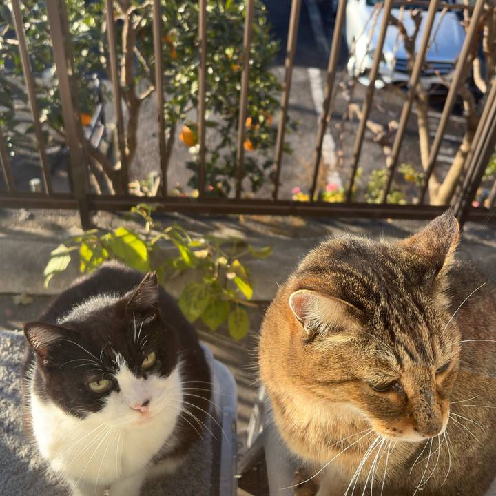 91724768 0f94 4c9f 8c29 2da3206c42aa 1767400105317