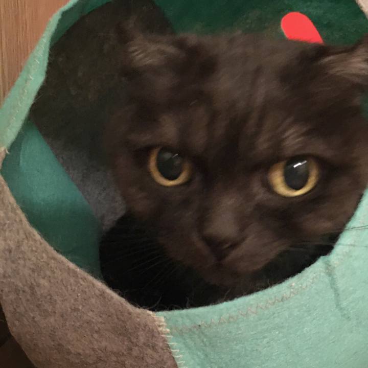 91738e7f ecfd 493c ac9f 7427d67363eb 1585930066153