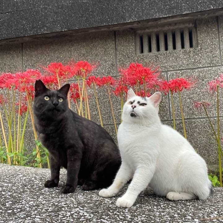 9173c67c 74aa 4b78 a805 fb9209bba192 1760002250738