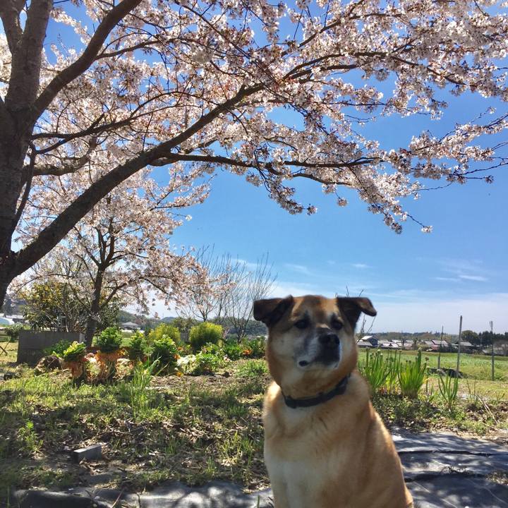 91785dbb ea35 4deb a54e f45490326c7d 1555392988201