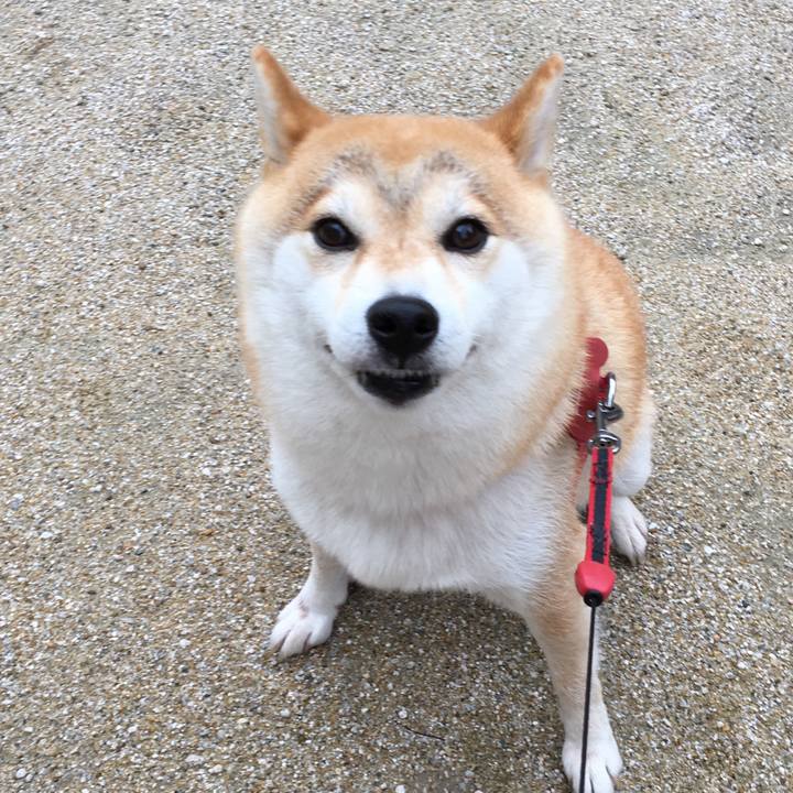 917935b9 327d 4c6f 8687 9a694723f99d 1537442239700