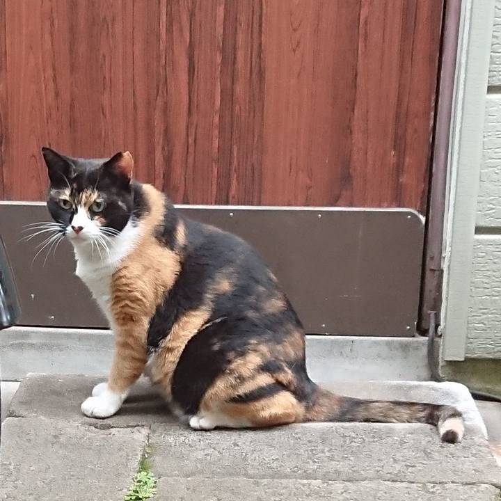 917a0de8 1f12 4f9d 9507 2496264d03f8 1597052481611