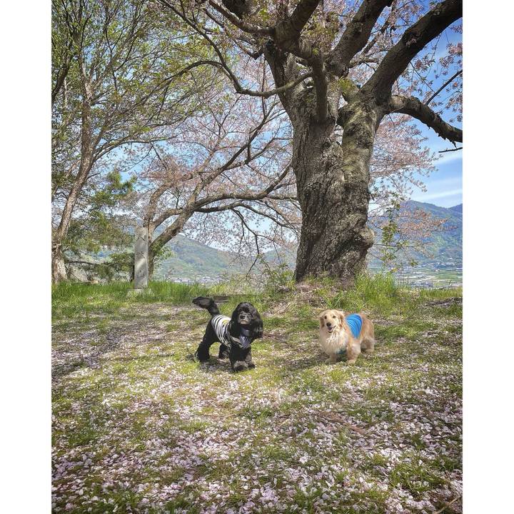 917a1f07 d870 43dd a95a 23cc08453ad4 1713257367479