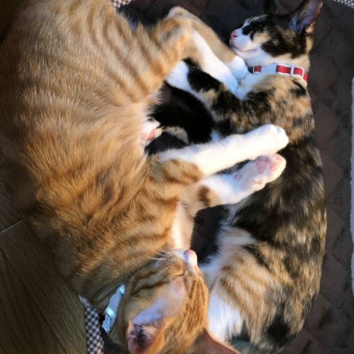 917cbe40 deca 4c96 996b 0546ce0a8339 1545392232098