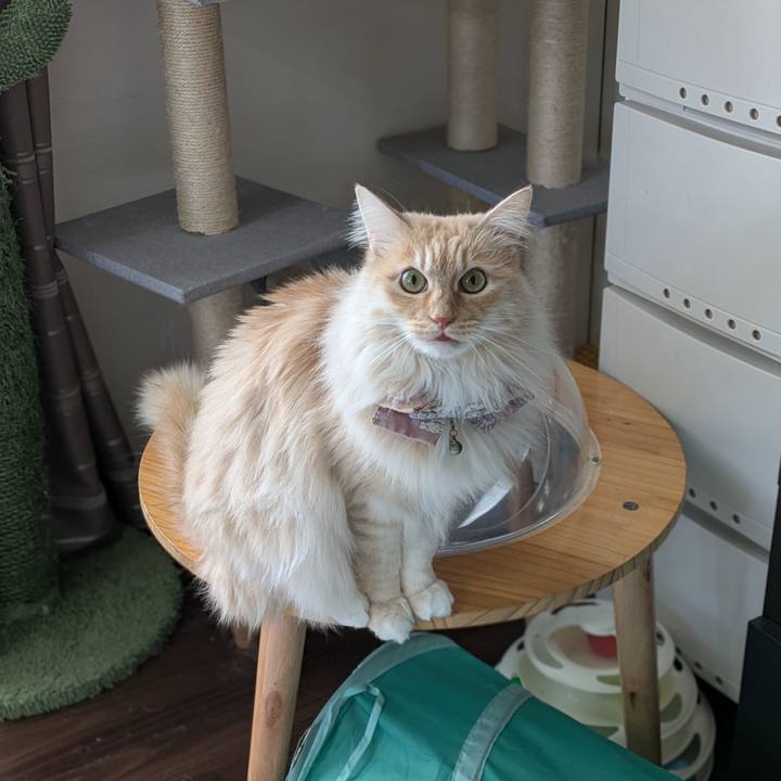 917d4c7e 06d9 4e7d a7be d621d54e938a 1741491169288