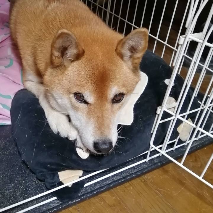 917d879a 1043 4730 99e8 8b4b4a7f2f07 1606899335732