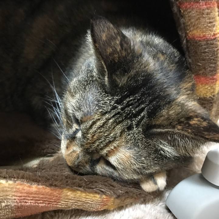 9181b2ab 9328 4d51 a5f4 62ac7743eb5b 1518936046277