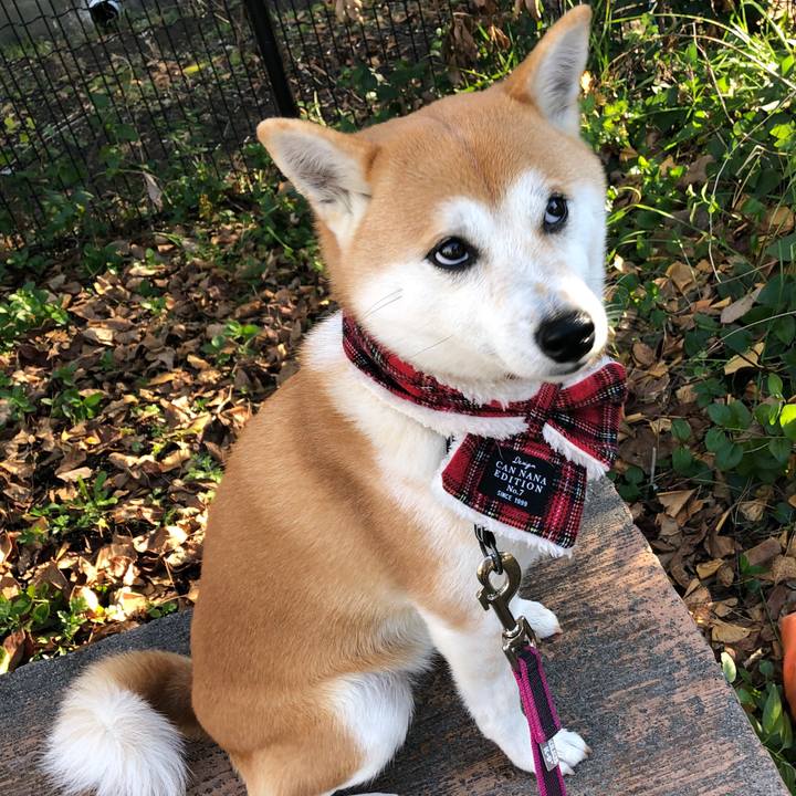 9181c3ca b4ef 46f8 92f7 1c40ddc00ff6 1545787122972