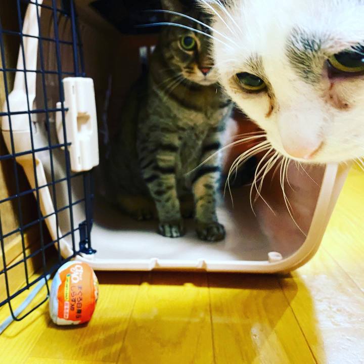 91833bbb 46a1 41f3 a510 bc32e588bb18 1616944931552