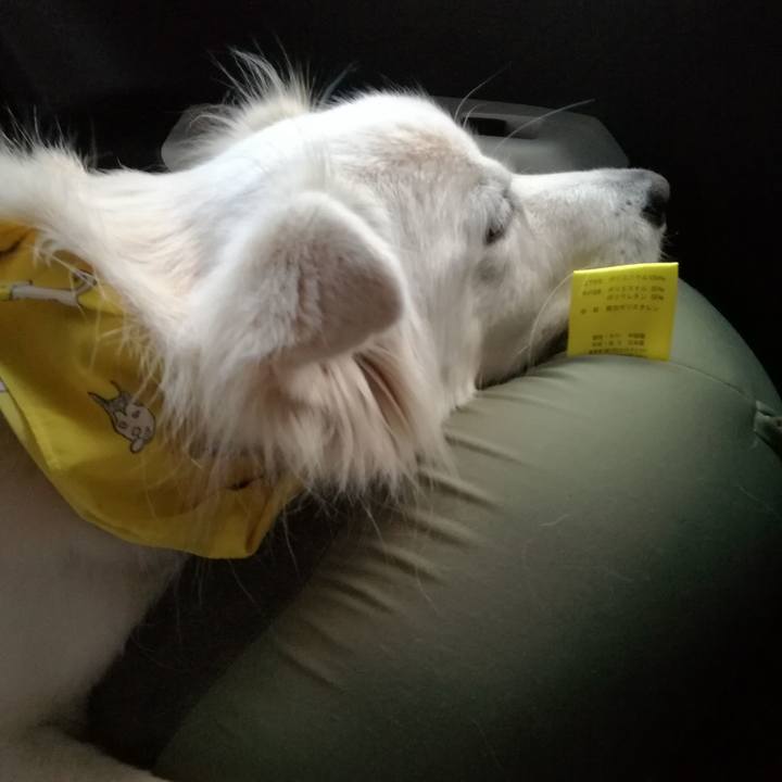 9185bb8a 20d8 4c97 b1e1 53385c2049f2 1542447385175