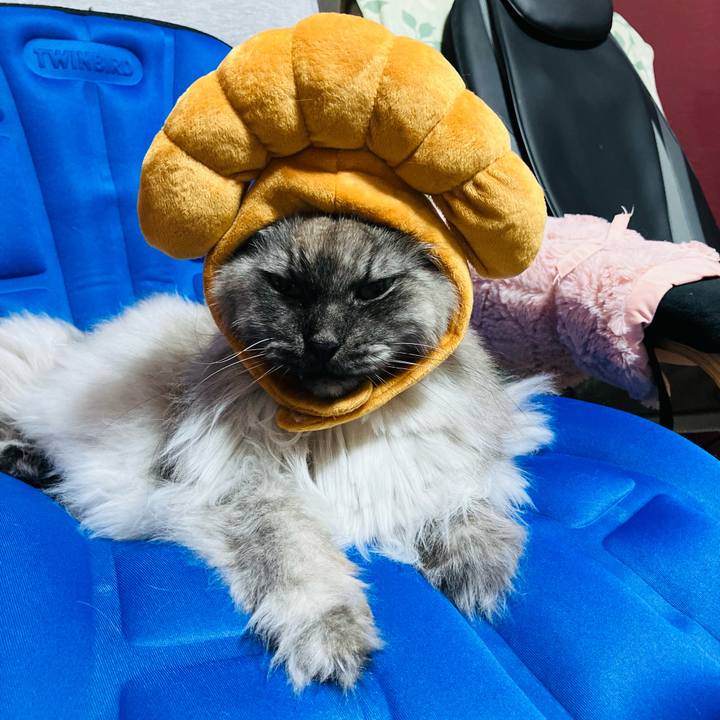 91863d11 239c 4ea9 aade 5888c50f681d 1742864802500