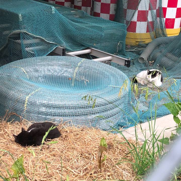 918b90e3 88f3 4241 ba3e 2400cccb18b9 1590479431018