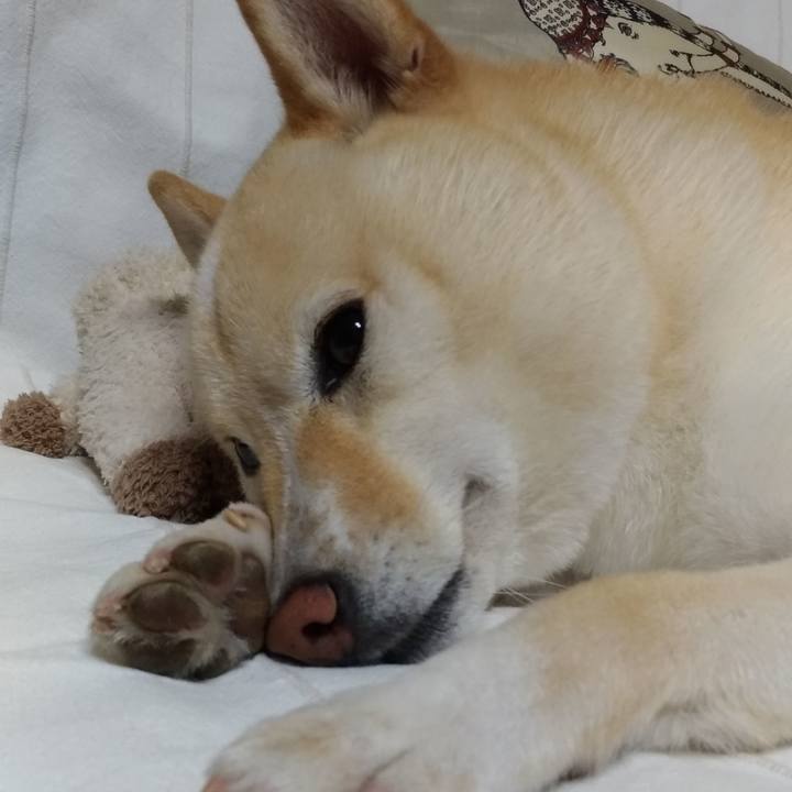 918c3a1e e33a 4da2 b303 6feabb84d96d 1597926179623