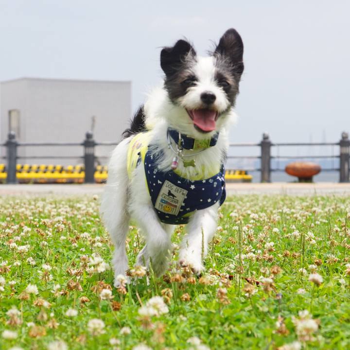 918cc9aa 7796 4eed 8c81 fe4eef8f1418 1530179148599