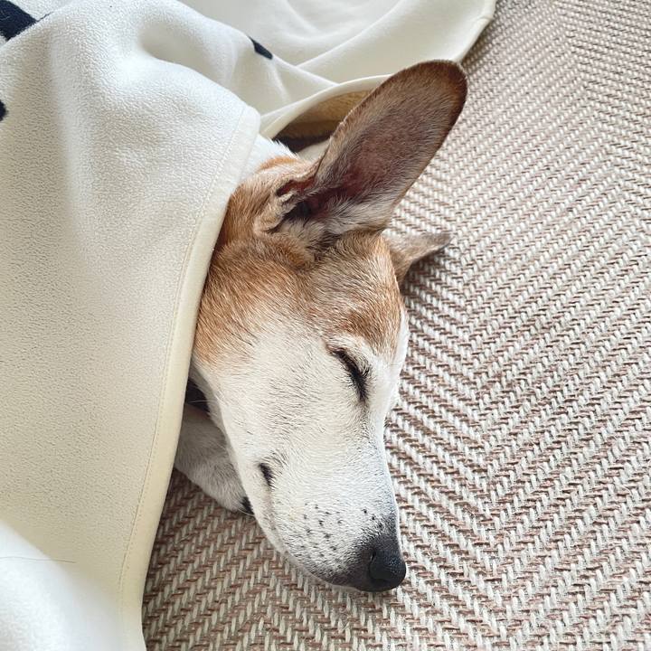 918ea9b0 e11b 4969 8d32 001c0c206679 1769571516869