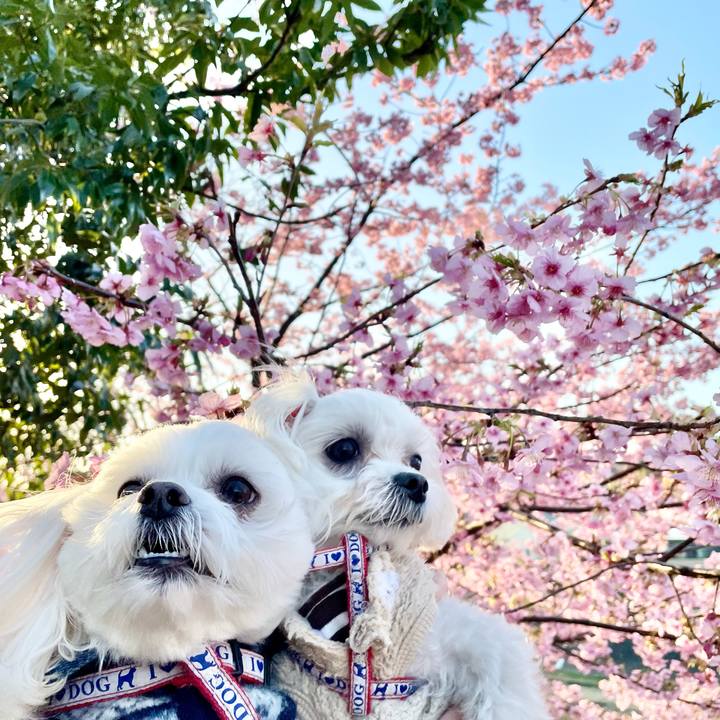 91905989 6368 4b5c 9f61 d6a99aef9089 1614413358026