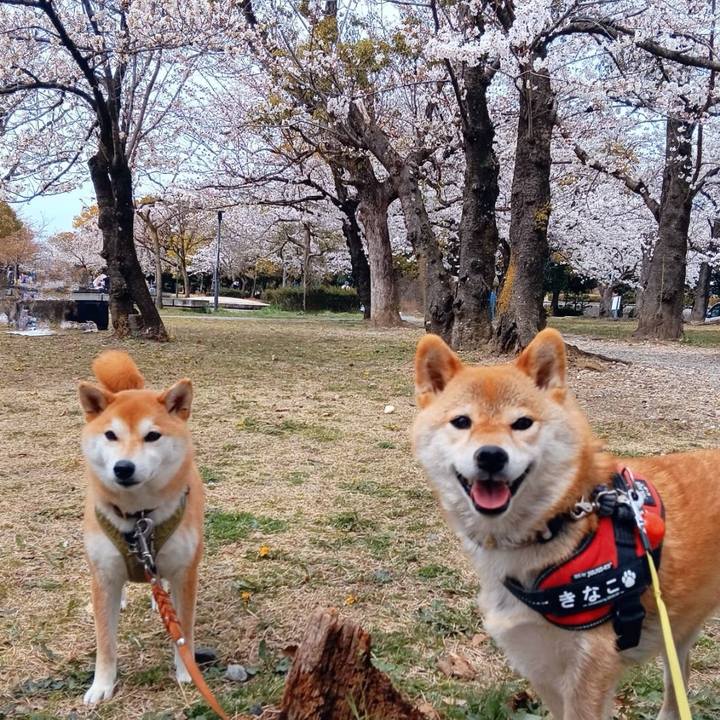 919413d2 de26 4b3b b0e4 d348dd90447a 1743585024169