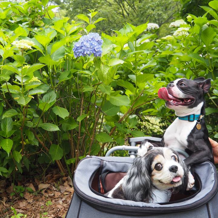 91966216 5826 4492 96a7 68851057b4e4 1591192582575