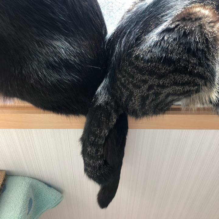 9196ff6b 921f 4e3a 9f6a cd048ea67542 1588996671984