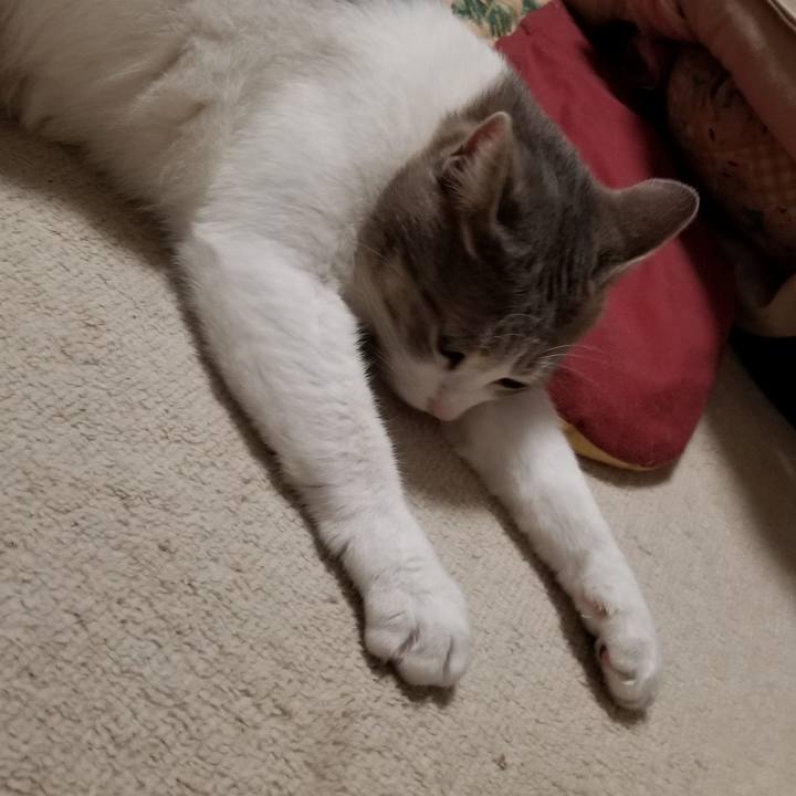 91978134 2fe1 4568 b937 65ef23f04fed 1543562311134