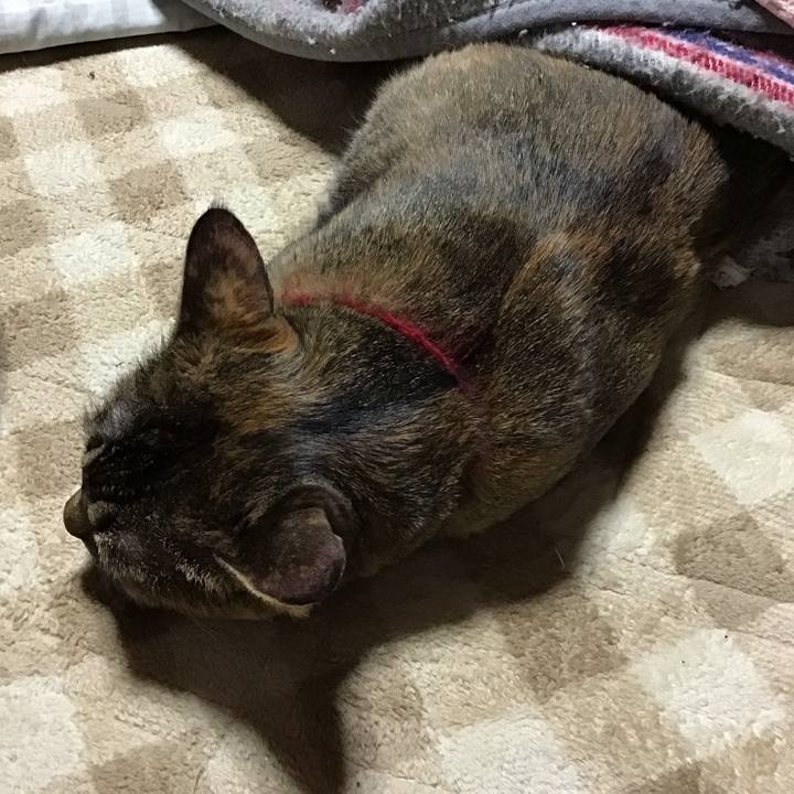 919a8cea c983 4bf4 abc1 10f35ee74f88 1729931096926