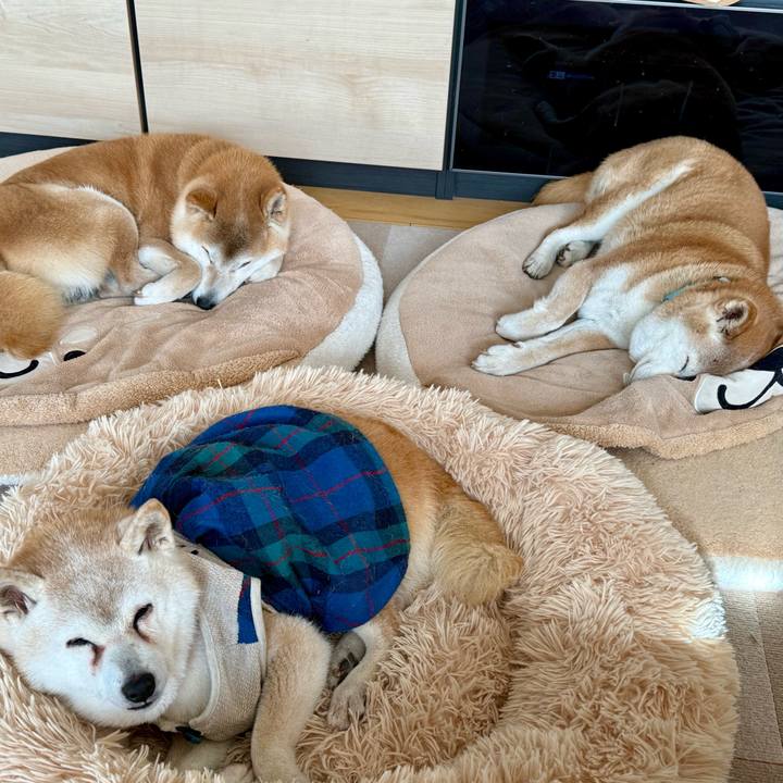 919d83aa 11d9 4d81 915f 94526ba8ee0f 1770396742625