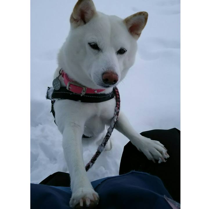 919f8042 d5b7 4b31 af61 614716bd4c0f 1518492483155