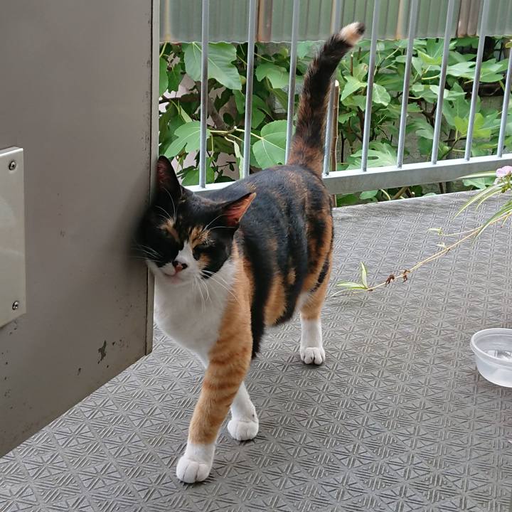 91a029f4 4b55 409b b44f 046cac0ae020 1535756271675