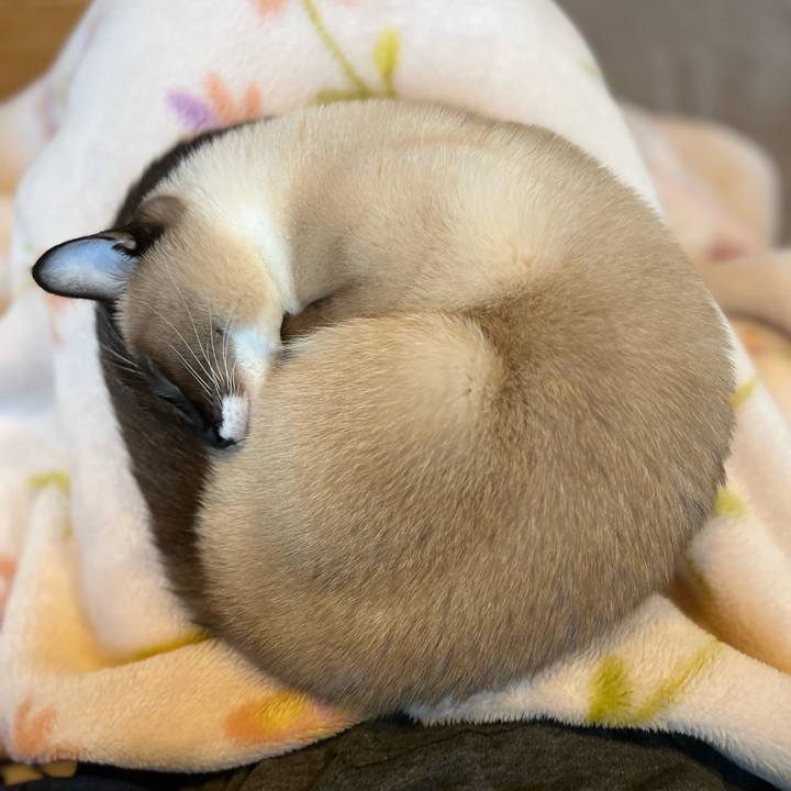 91a2b729 c58a 47b7 a1e2 a5614d323308 1731911048647