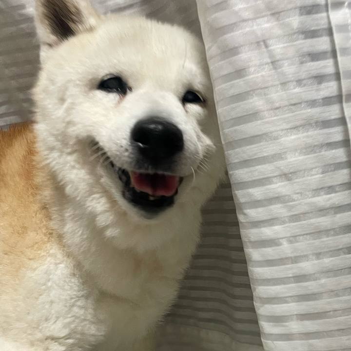 91a696ee 488b 485e 87db af5e175f0eb5 1762871658613