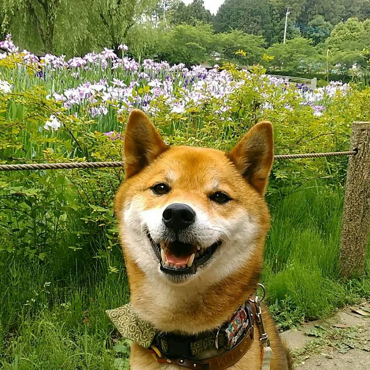 91a6c8bf 916e 4306 9417 cbc2e94aa3e5 1527551518416